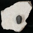 Bargain Gerastos Trilobite Fossil - Foum Zguid #15386-2